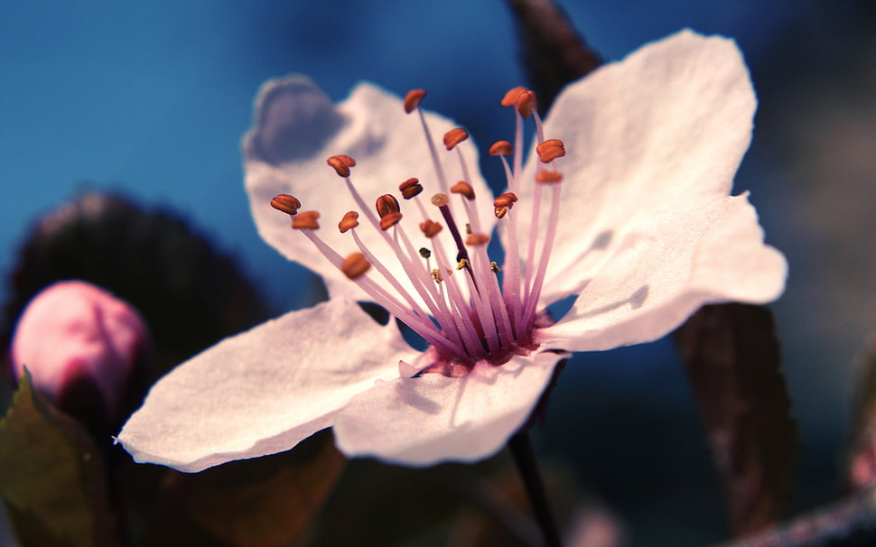 white Cherry Blossoms in bloom macro photo HD wallpaper