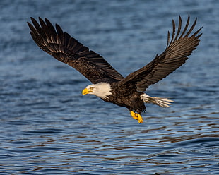 wildlife photography of soaring Bald eagle near body of water