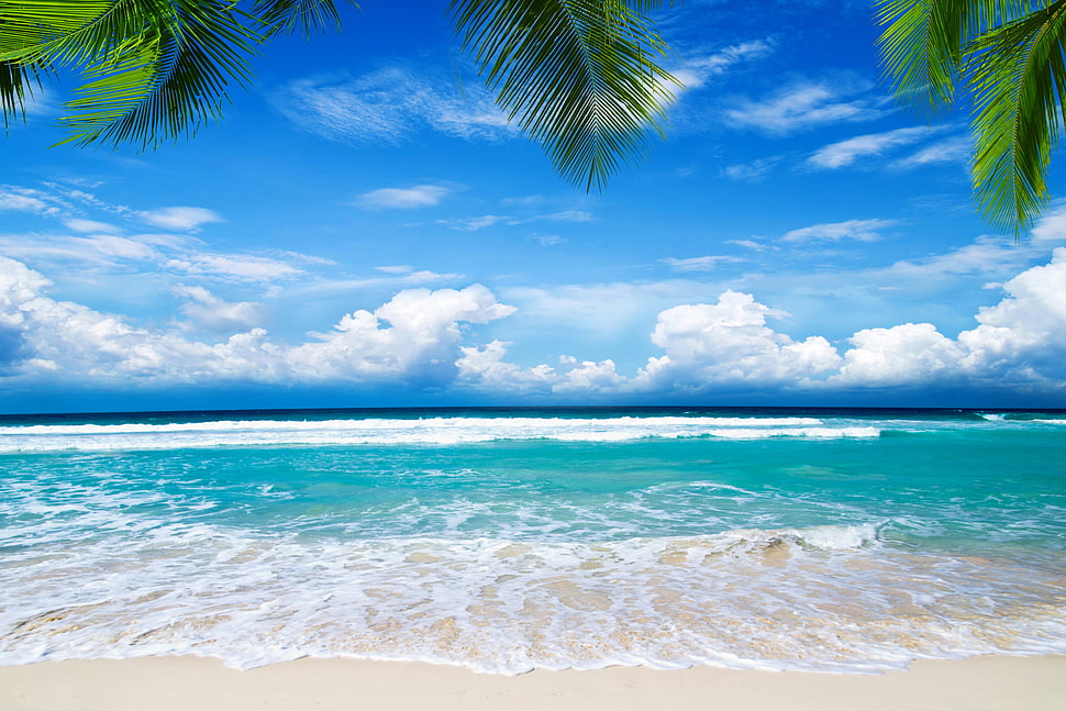 green palm tree, landscape, sea, beach HD wallpaper