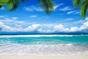 green palm tree, landscape, sea, beach