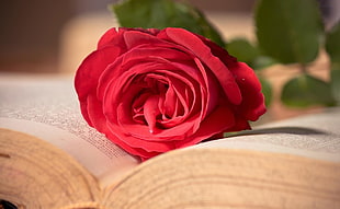 tilt shift lens photography of red rose on a book