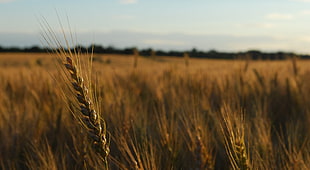 depth of field photography of wheat field HD wallpaper