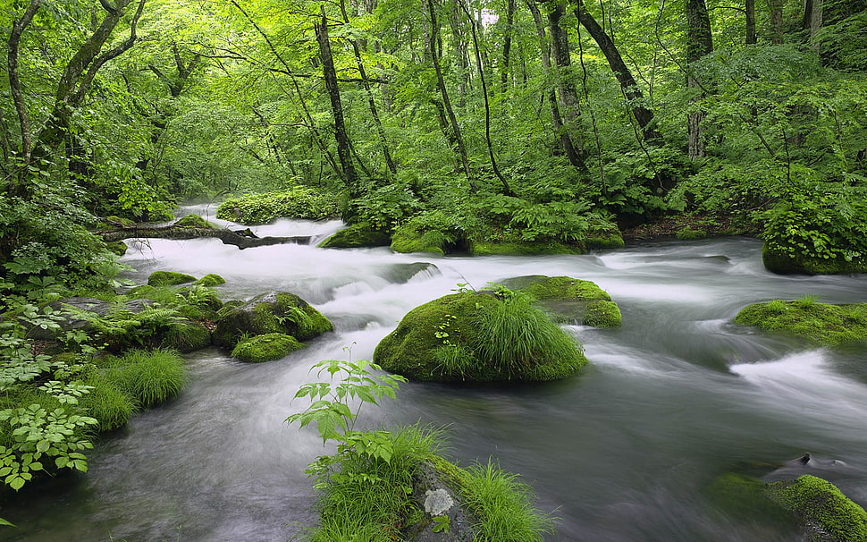 green leafed trees, nature, trees, river, plants HD wallpaper