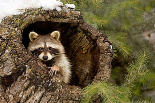 white and brown raccoon, nature, animals, raccoons