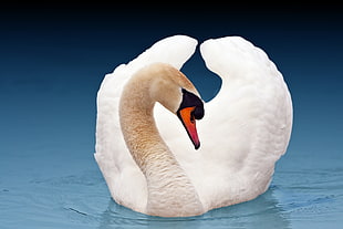 close-up photo of swan on water