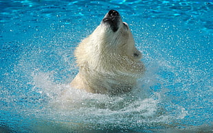 close up photography of Polar bear near body of water during daytime