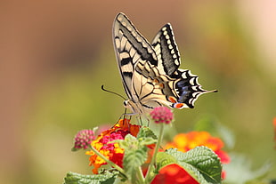 selective focus photography of white and gray butterfly on top of pink and yellow flowers