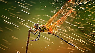 macro photography of dragonfly, animals, dragonflies, macro, water drops HD wallpaper