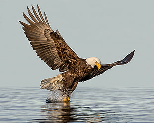 American Eagle reaching water HD wallpaper