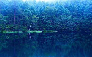 green leafed trees, lake, forest, nature, mirror