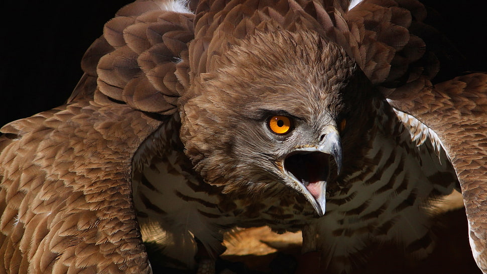 black and brown eagle poster HD wallpaper
