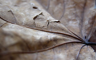 closeup photo of dried leaf