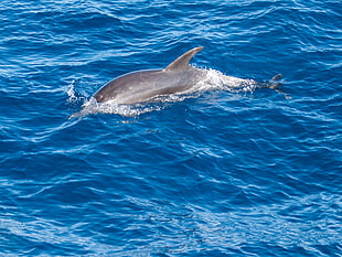 photo of gray dolphin on water