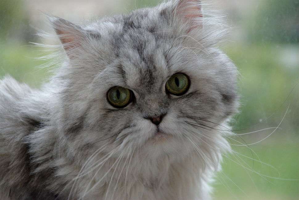 close up photo of gray and white persian cat HD wallpaper