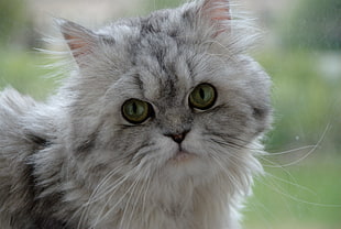 close up photo of gray and white persian cat