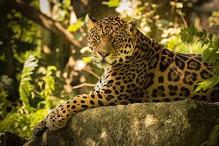 closeup photography of leopard animal
