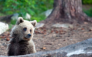 brown bear near green leaved trees during daytime