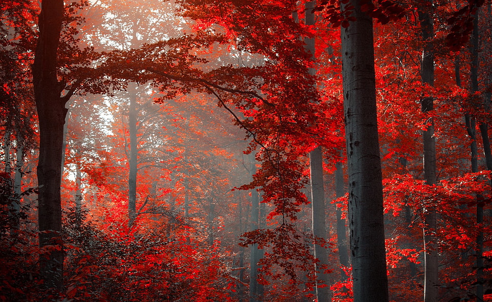 red tree photo during daytime HD wallpaper