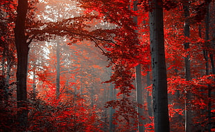 red tree photo during daytime
