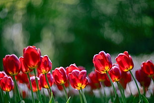 red Tulip field
