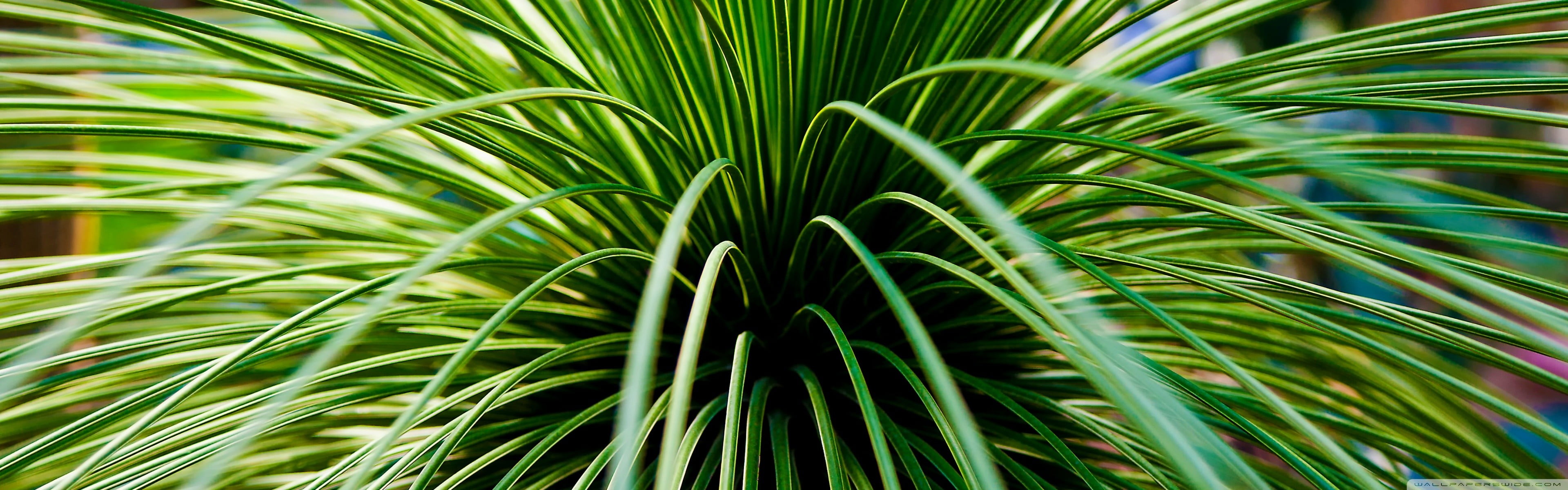 green leafed plant, nature, leaves