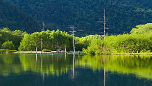 green trees, landscape HD wallpaper