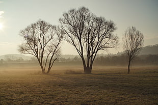 silhouette of three tree on field