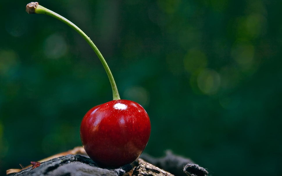 macro photography of cherry fruit HD wallpaper