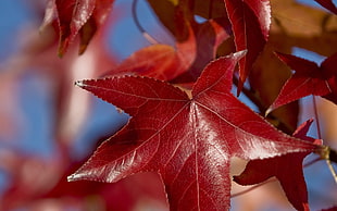 red Maple leaves closeup photography