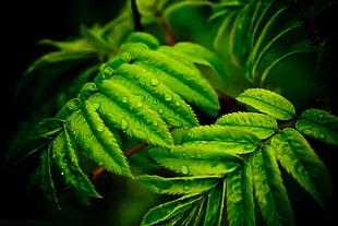 green leaf plant with water droplets