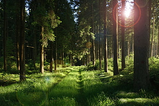 forest during daytime HD wallpaper
