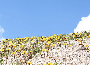 yellow petal flower field at daytime