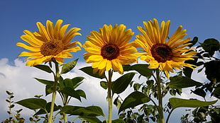 three sunflowers under blue skies