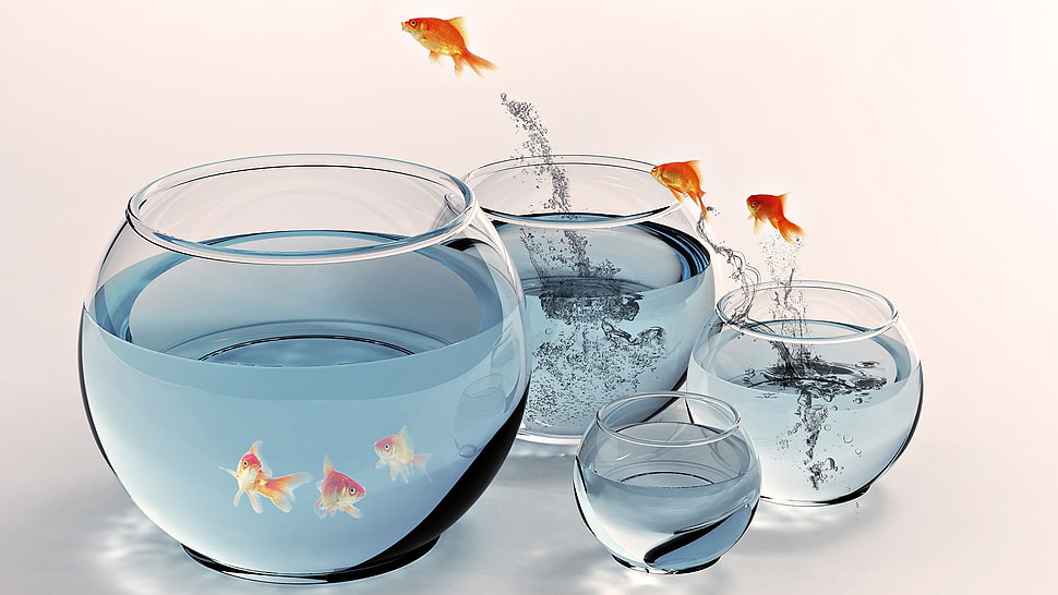 four pieces clear glass fish bowl with gold fish HD wallpaper