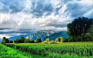photography of grass fields surrounded of trees near mountains under white skies