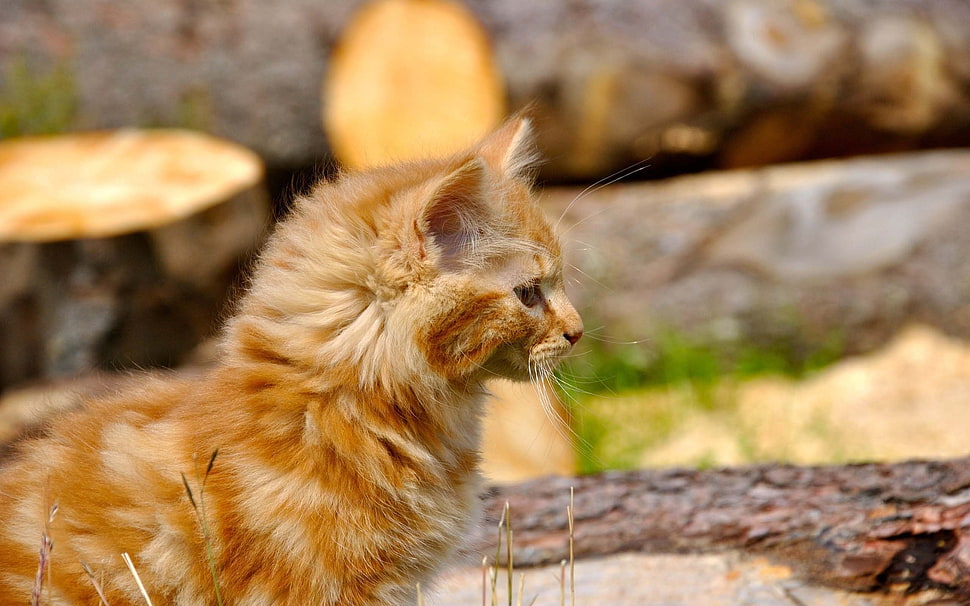 brown fur cat HD wallpaper