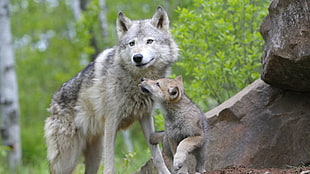 two Wolves standing beside the rock