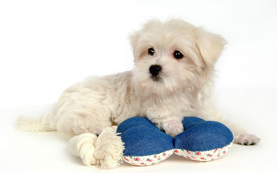 white maltese puppy HD wallpaper