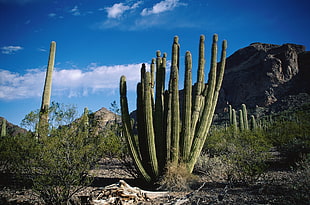 photography of cactus during daytime HD wallpaper