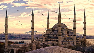 flock of birds above Sultan Ahmed Mosque, Istanbul Turkey during golden hour HD wallpaper