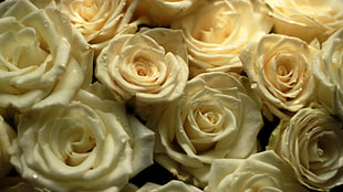 white Roses photo HD wallpaper