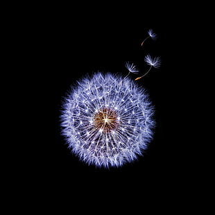 dandelion illustration, Samsung Galaxy S9, Dandelion flower, Dark
