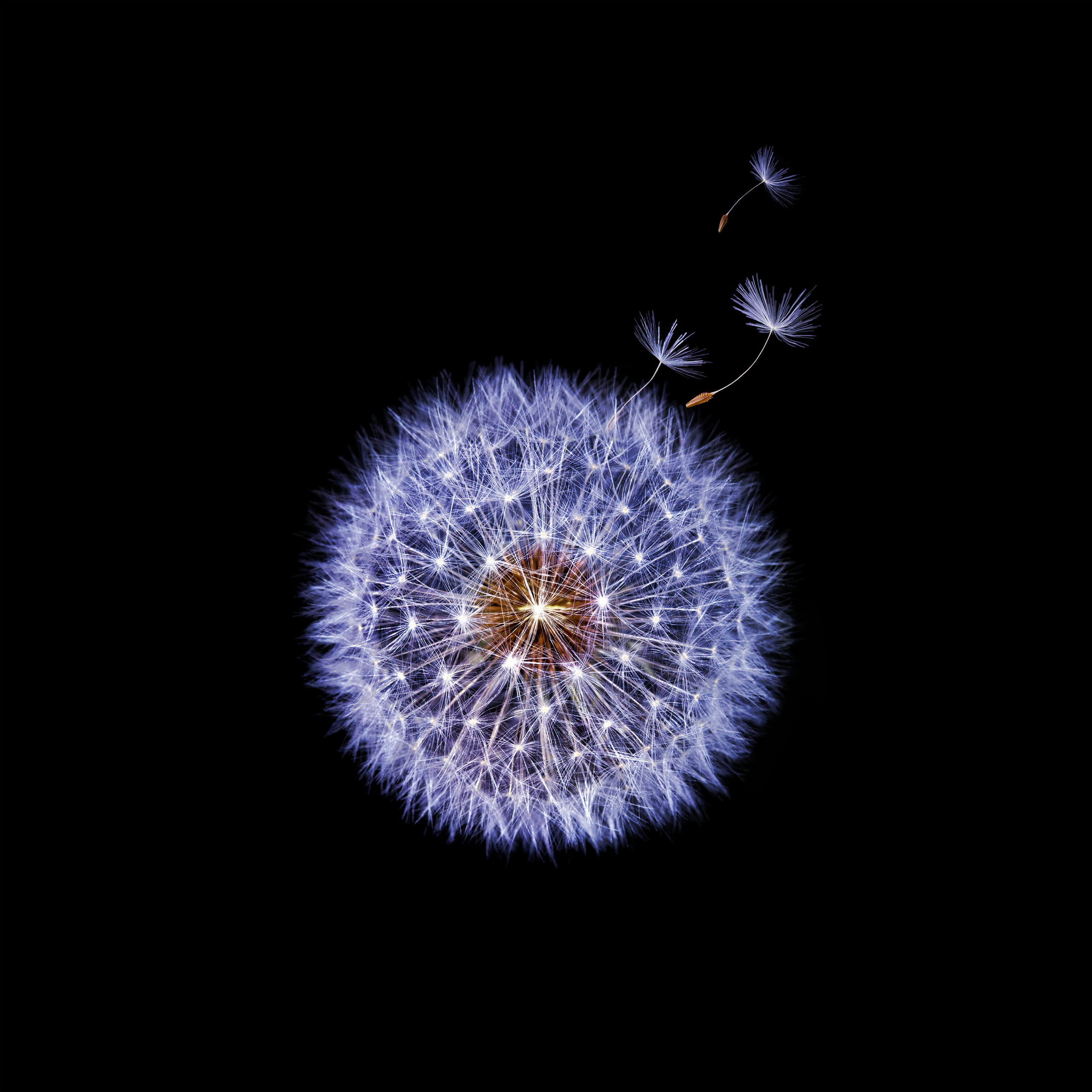 dandelion illustration, Samsung Galaxy S9, Dandelion flower, Dark