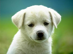 closeup photo of light-cream Labrador Retriever puppy