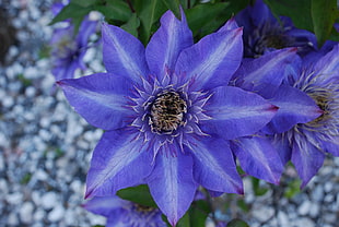 shallow focus photography of purple 8-petal flower