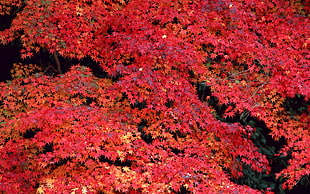 red maple tree photo during daytime