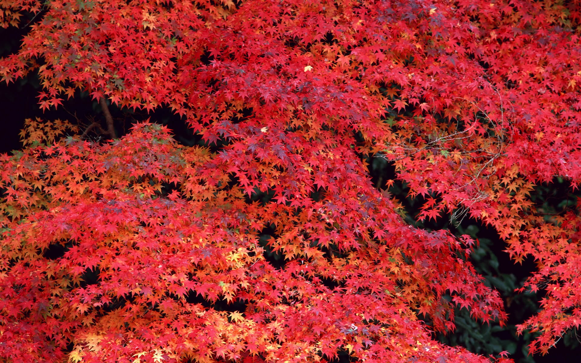 Red Maple Tree Photo During Daytime Hd Wallpaper Wallpaper Flare