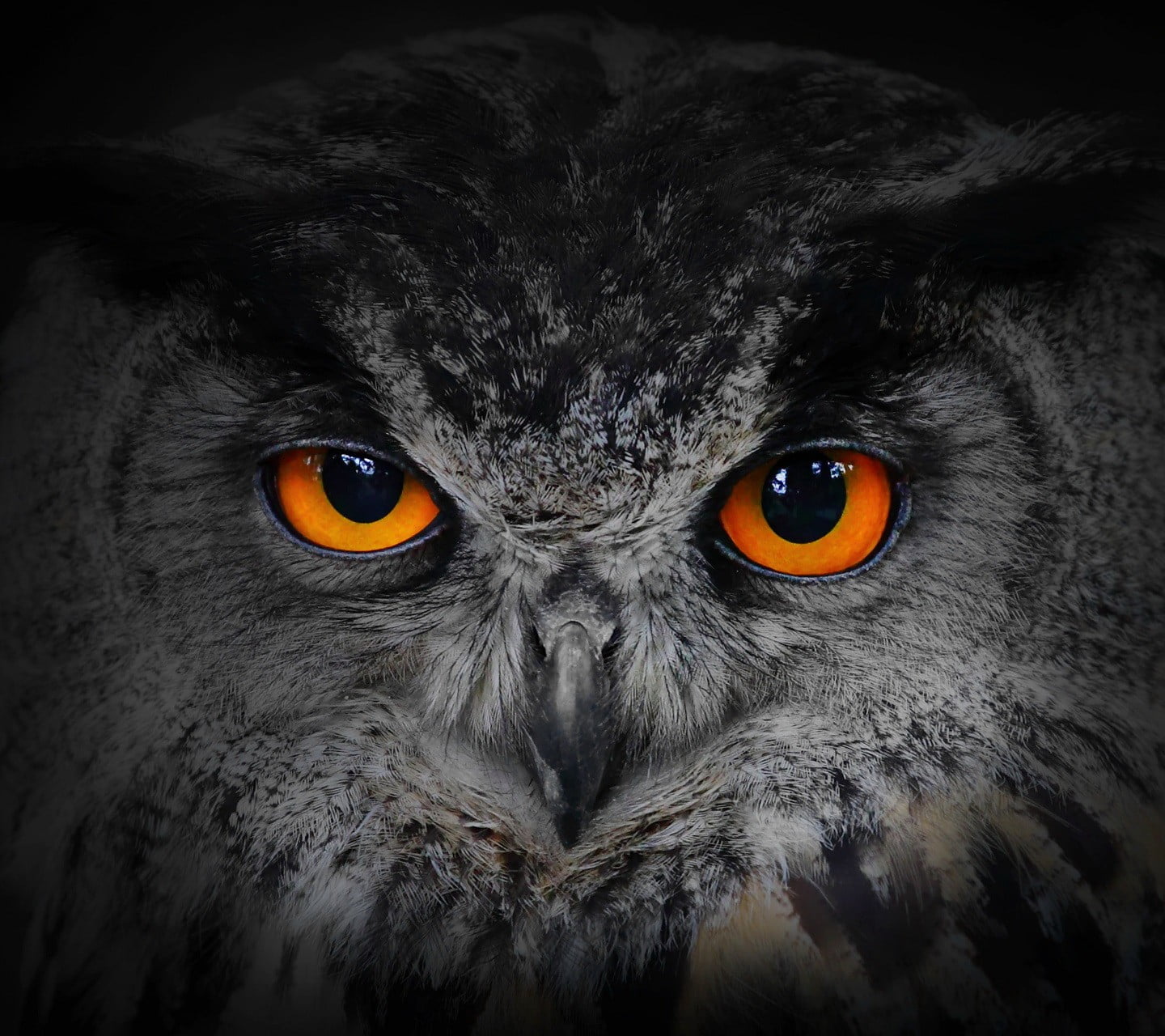 Gray and black owl, nature, owl HD wallpaper | Wallpaper Flare