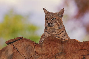 lynx on brown wooden surface HD wallpaper