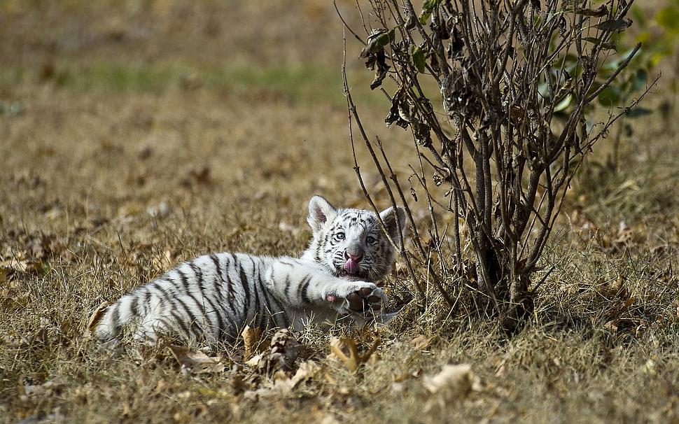 albino tiger near plant HD wallpaper